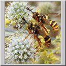 Conops quadrifasciatus - Dickkopffliege 02.jpg